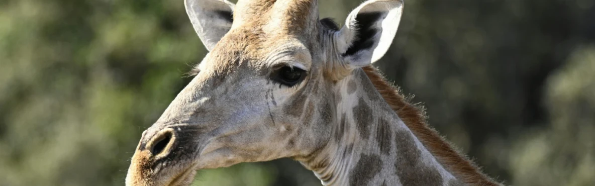 Wildlife Watching in El Portal: Best Spots for Nature Enthusiasts
