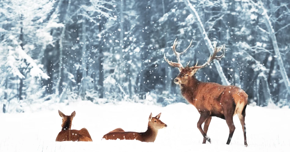 Wildlife Watching in El Portal: Best Spots for Nature Enthusiasts