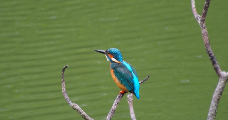 Wildlife Watching in El Portal: Best Spots for Nature Enthusiasts