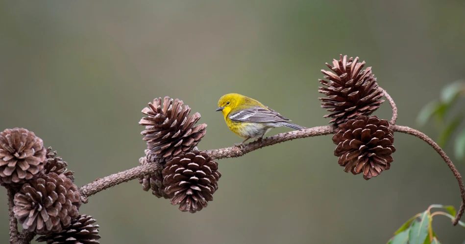 Wildlife Watching in El Portal: Best Spots for Nature Enthusiasts